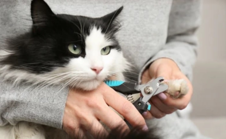Nail Trimming