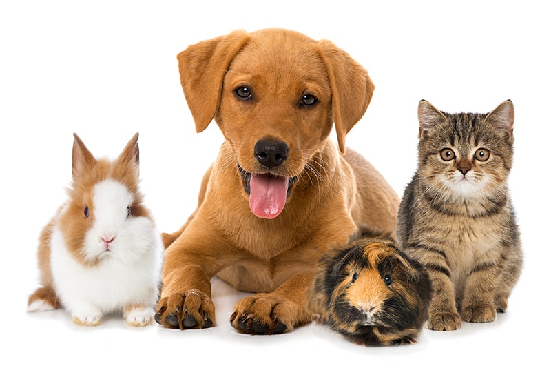 Neutering your pet